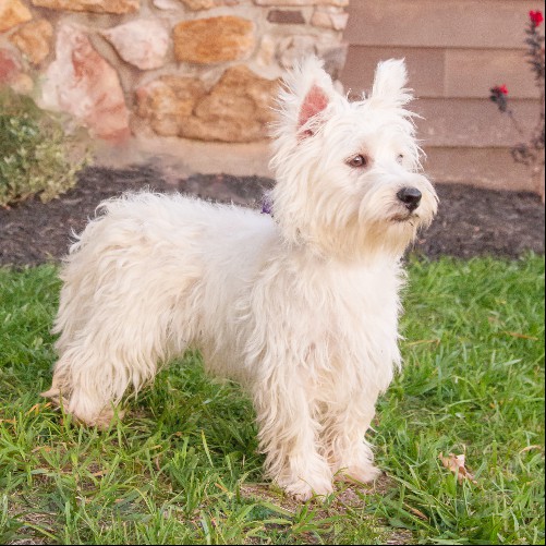 puppy, for, sale, West Highland White Terrier, Amos B. King, dog, breeder, Romney, WV, dog-breeder, puppy-for-sale, forsale, nearby, find, puppyfind, locator, puppylocator, aca