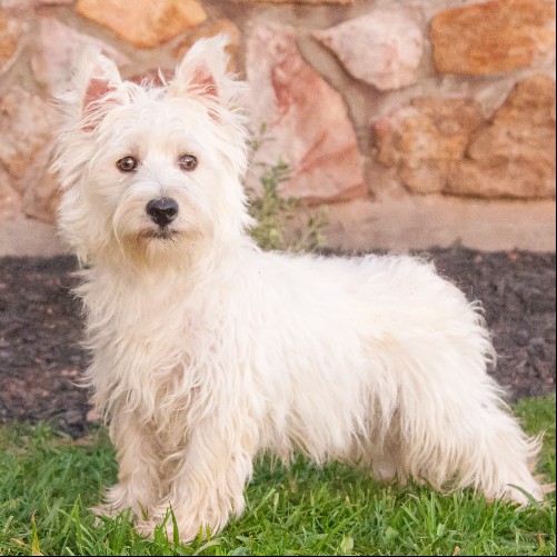 puppy, for, sale, West Highland White Terrier, Amos B. King, dog, breeder, Romney, WV, dog-breeder, puppy-for-sale, forsale, nearby, find, puppyfind, locator, puppylocator, aca